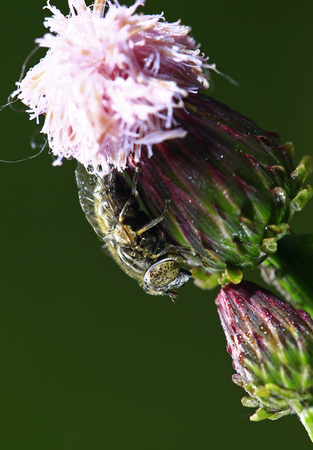 The gadfly taken in the wild
