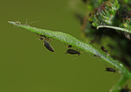 Aphids close-upの写真素材