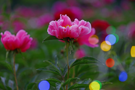 Blooming peonyの写真素材