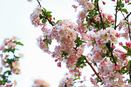Chinese flowering crab-apple blooming の写真素材
