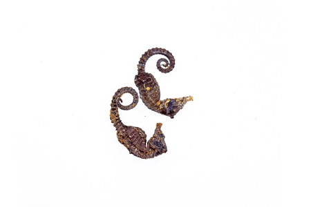 Chinese herbal medicine hippocampal
