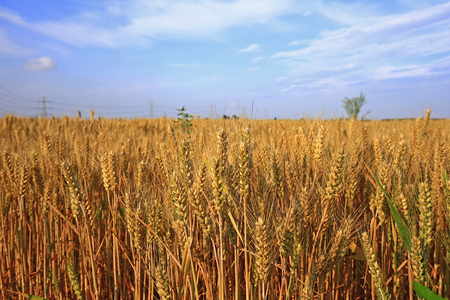 mature wheat fieldの写真素材