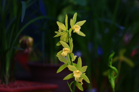 Beautiful orchidsの写真素材