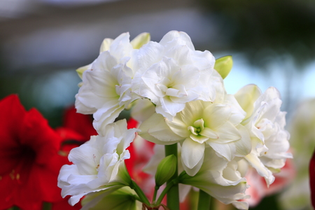 Beautiful flowersの写真素材