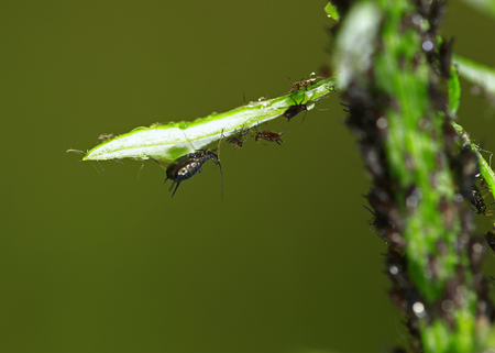 Aphids close-upの写真素材