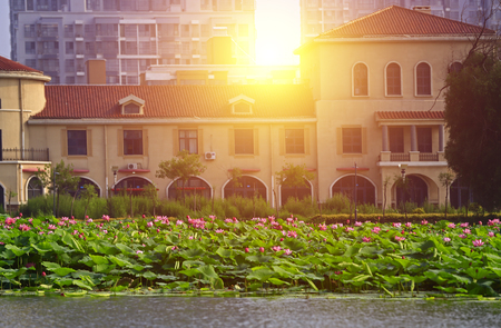Blooming lotus flowerのeditorial素材