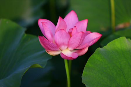 Blooming lotus flowerの写真素材