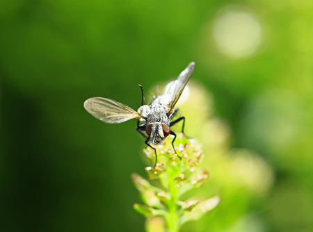 Housefly on the plant