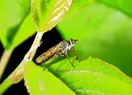 Horse-fly on the plantの写真素材