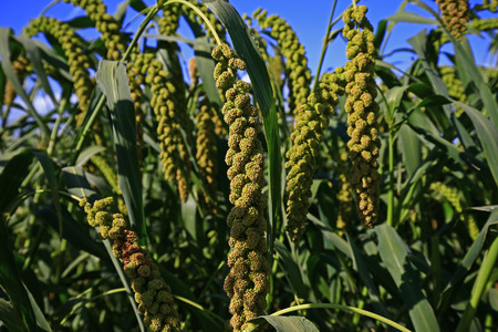 Mature millet in the farmland