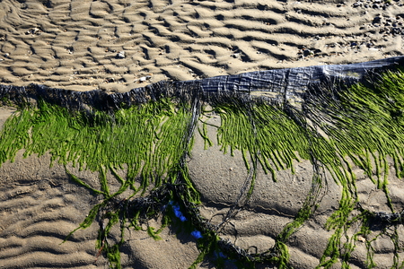 Green moss beach by the seaの写真素材