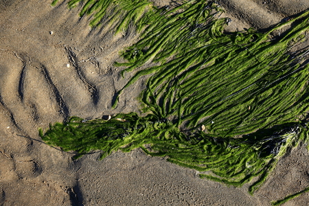 Green moss beach by the sea