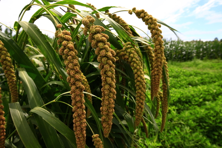 Mature millet in the farmland