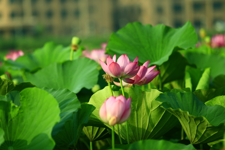 Blooming lotus flowerの写真素材