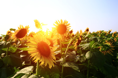 Sunflower grow in the wildの写真素材