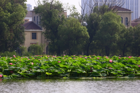 Blooming lotus flower pondの写真素材
