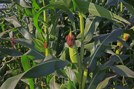 Corn Field