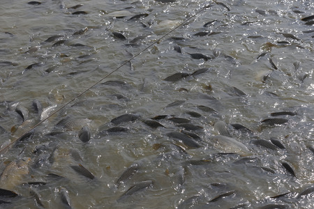 Many fishes at the pond