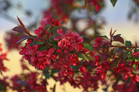 Chinese flowering crab-apple bloomingの写真素材