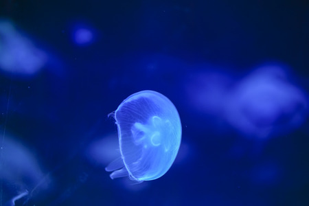 The beautiful jellyfishの写真素材