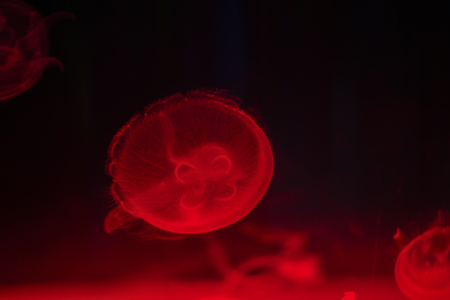 The beautiful jellyfishの写真素材