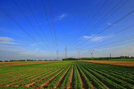 Rows of peanut fieldsの写真素材