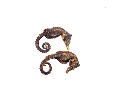 Chinese herbal medicine hippocampalの写真素材