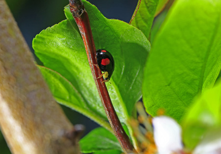 The beetle, close-up