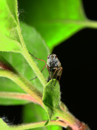 Fly insects, the stolen fly