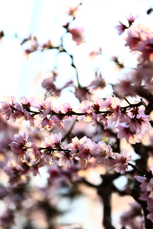 In full bloom in the peach blossomの写真素材