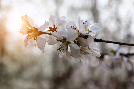 blooming  apricot flowersの写真素材