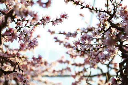 peach blossom