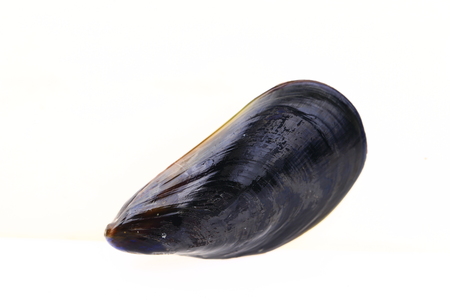 Mussels on a white background