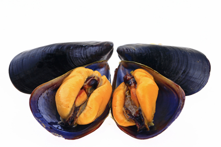 Mussels on a white backgroundの写真素材