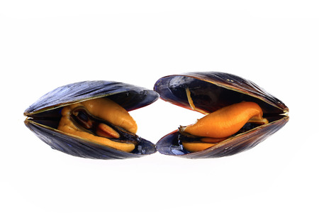 Mussels on a white backgroundの写真素材
