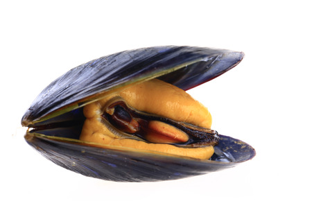Mussels on a white backgroundの写真素材