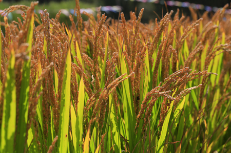 The autumn rice fieldsの写真素材
