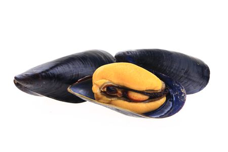 Mussels on a white backgroundの写真素材