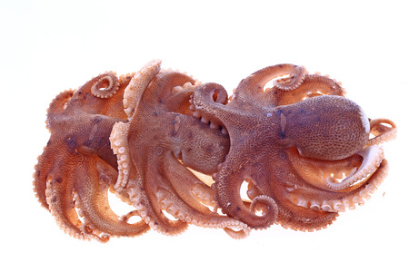 Octopus on a white backgroundの写真素材