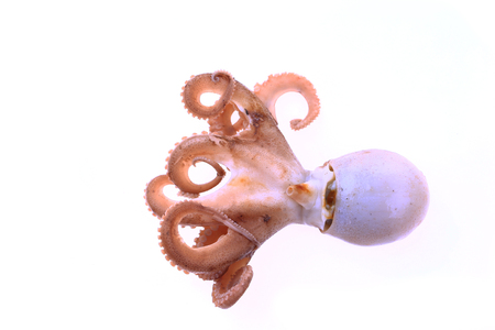 Octopus on a white backgroundの写真素材