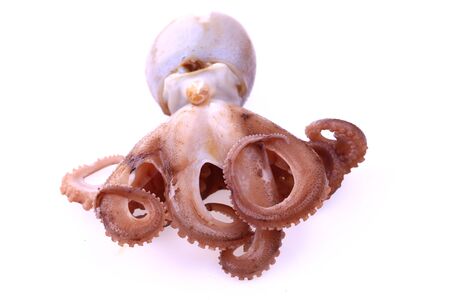 Octopus on a white backgroundの写真素材