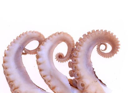 Octopus on a white backgroundの写真素材