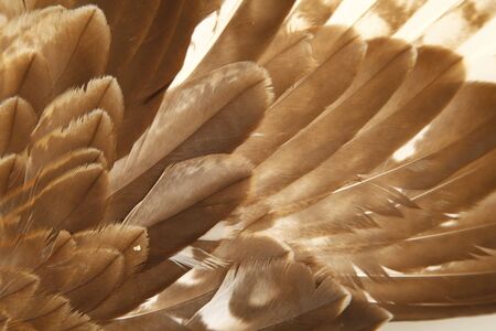 Eagle feathers