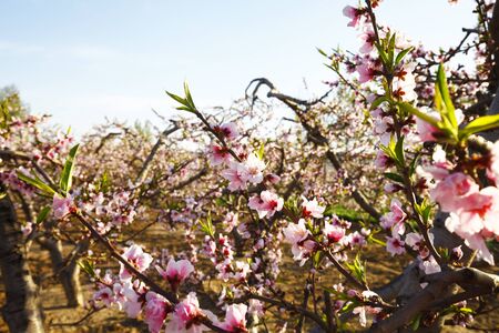 Beautiful peach blossomの写真素材
