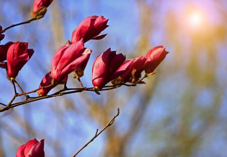 
Blooming magnolia flower, very beautifulの写真素材