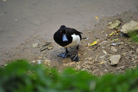 The duck
