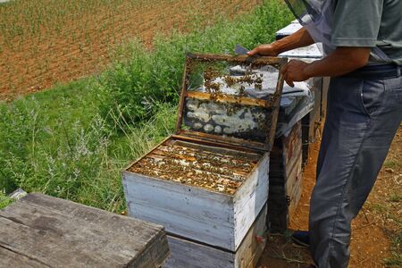The honeycomb and the bees