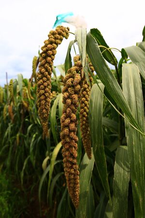 Mature millet in the farmland