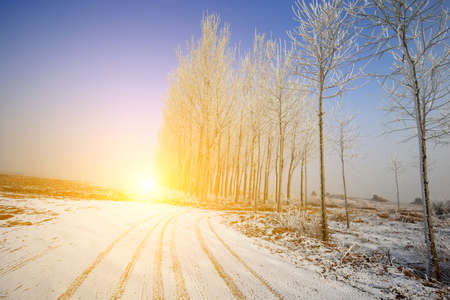 In winter the snow landscapeの写真素材