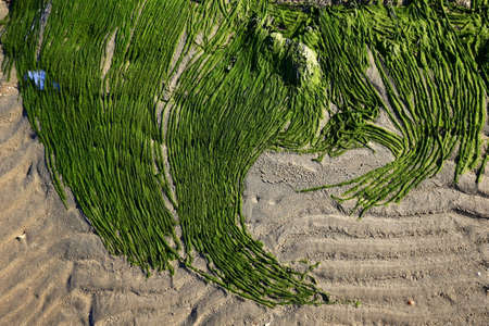 Green moss beach by the seaの写真素材